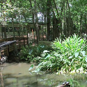 Florida Wildlife Pond