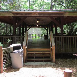 American Alligator Viewing Area