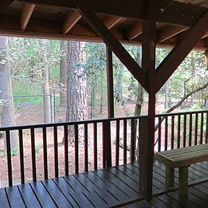 American Alligator Viewing