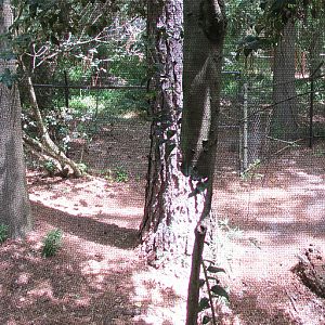 American Alligator Exhibit