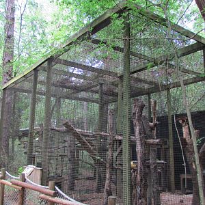 Matschie's Tree Kangaroo Exhibit