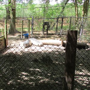 Visayan Warty Pig Exhibit