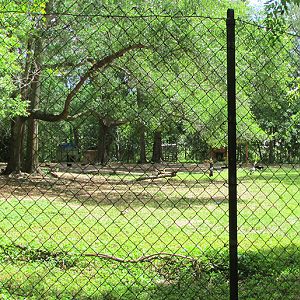Springbok & East African Crowned Crane Exhibit