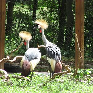 East African Crowned Cranes