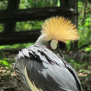 East African Crowned Crane Portrait