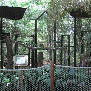 Peregrine Falcon Exhibit