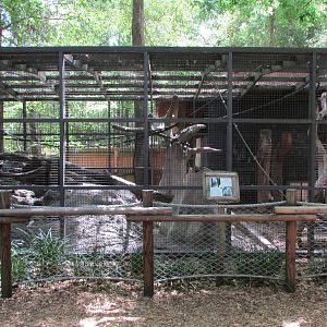 White-Throated Capuchin Exhibit