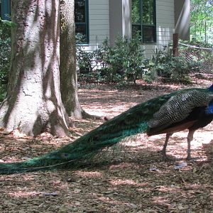 Blue Peafowl