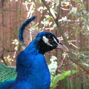 Blue Peafowl Portrait