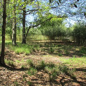 Sitatunga Exhibit View