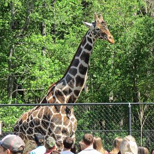 Rory the Rothschild's Giraffe