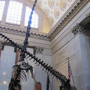 Theodore Roosevelt Rotunda Barosaurus & Allosaurus