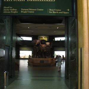 Akeley Hall of African Mammals Entrance