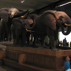 African Elephant Group Left Side