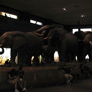 African Elephant Group Right Side