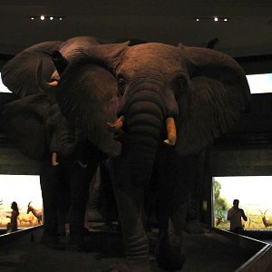 African Elephant Group Matriarch