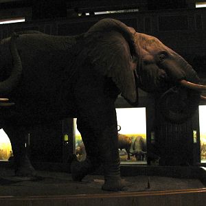 African Elephant Group Matriarch