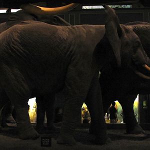 African Elephant Group 2nd Elephant