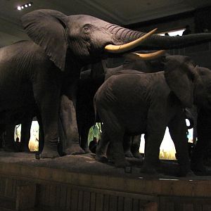 African Elephant Group Big Bull