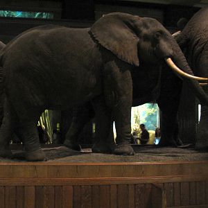 African Elephant Group 4th Elephant