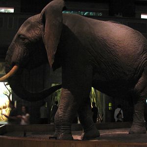 African Elephant Group Rear Guard