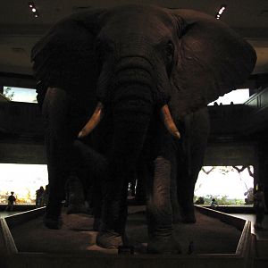 African Elephant Group Rear Guard Head On