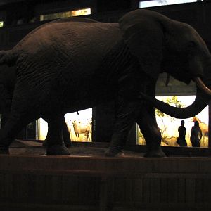 African Elephant Group Rear Guard Side View