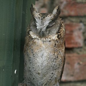 Collared Scops-Owl
