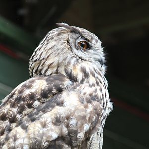European Eagle-Owl