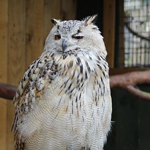 Western Siberian Eagle-Owl