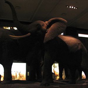 African Elephant Group 6th Elephant