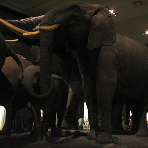 African Elephant Group 7th & 8th Elephant
