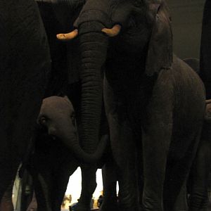 African Elephant Group 7th & 8th Elephant