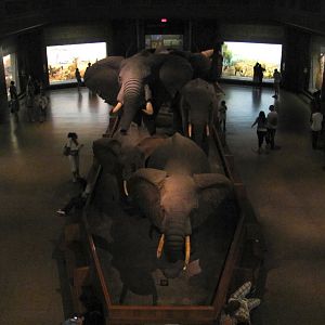 African Elephant Group Frontal Mezzanine View
