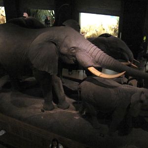 African Elephant Group Mezzanine Level Big Bull