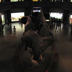 African Elephant Group Mezzanine Level Rear View