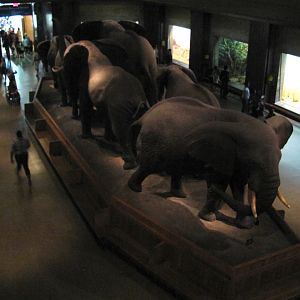 African Elephant Group Mezzanine Level Rear Diagonal View