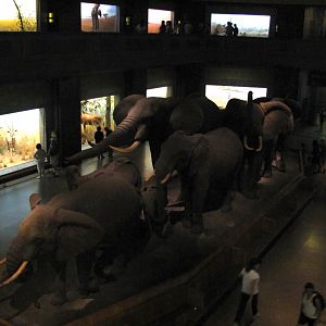 African Elephant Group Mezzanine Level Frontal Diagonal View