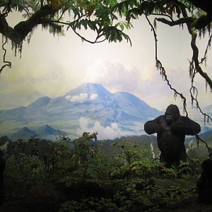 Mountain Gorilla Diorama
