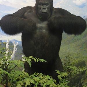 Mountain Gorilla Diorama Silverback