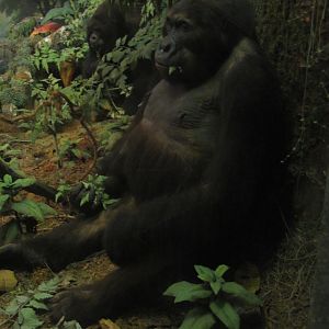 Mountain Gorilla Diorama Female Gorilla