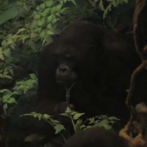 Mountain Gorilla Diorama 2nd Female Gorilla