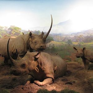 Black Rhinoceros Diorama