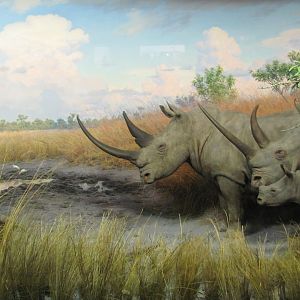 White Rhinoceros Diorama