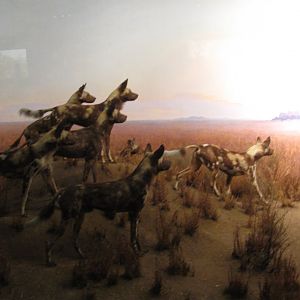 Hunting Dog Diorama