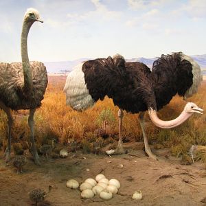 Ostrich & Warthog Diorama Ostrich Side