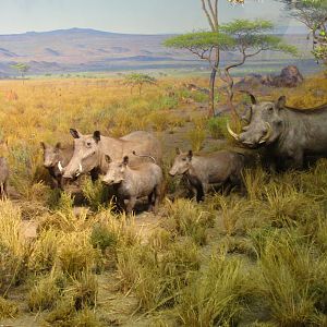 Ostrich & Warthog Diorama Warthog Side