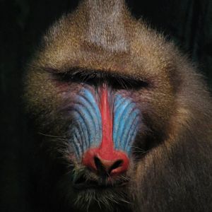 Mandrill Diorama Mandrill Portrait