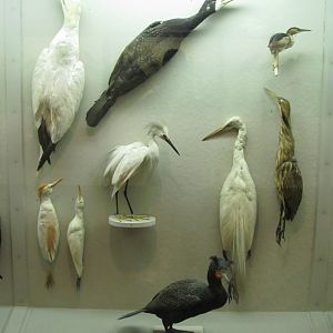 Hall of New York City Birds Gannets, Cormorants, Egrets & Herons