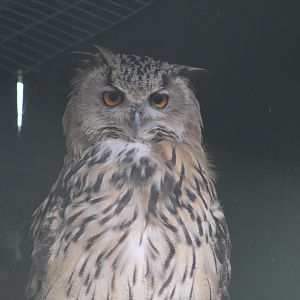 Eastern Siberian Eagle-Owl